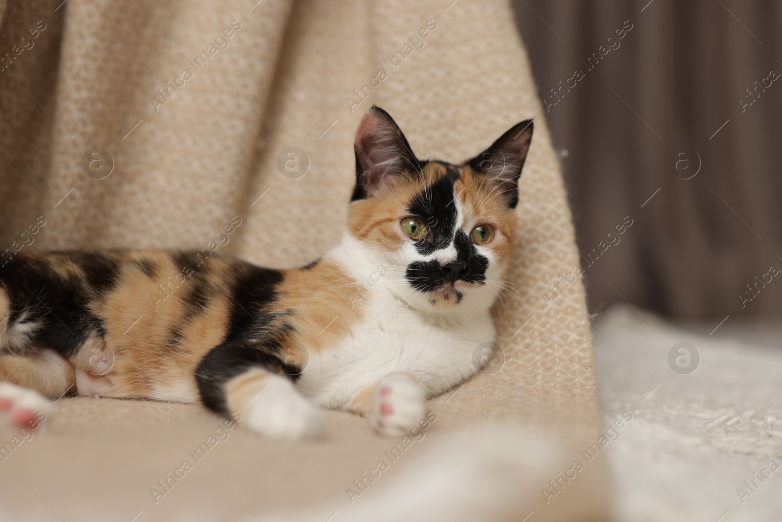 Cute calico kitten and blanket on floor at home, space for text Photo of Cute calico kitten and blanket on floor at home, space for text