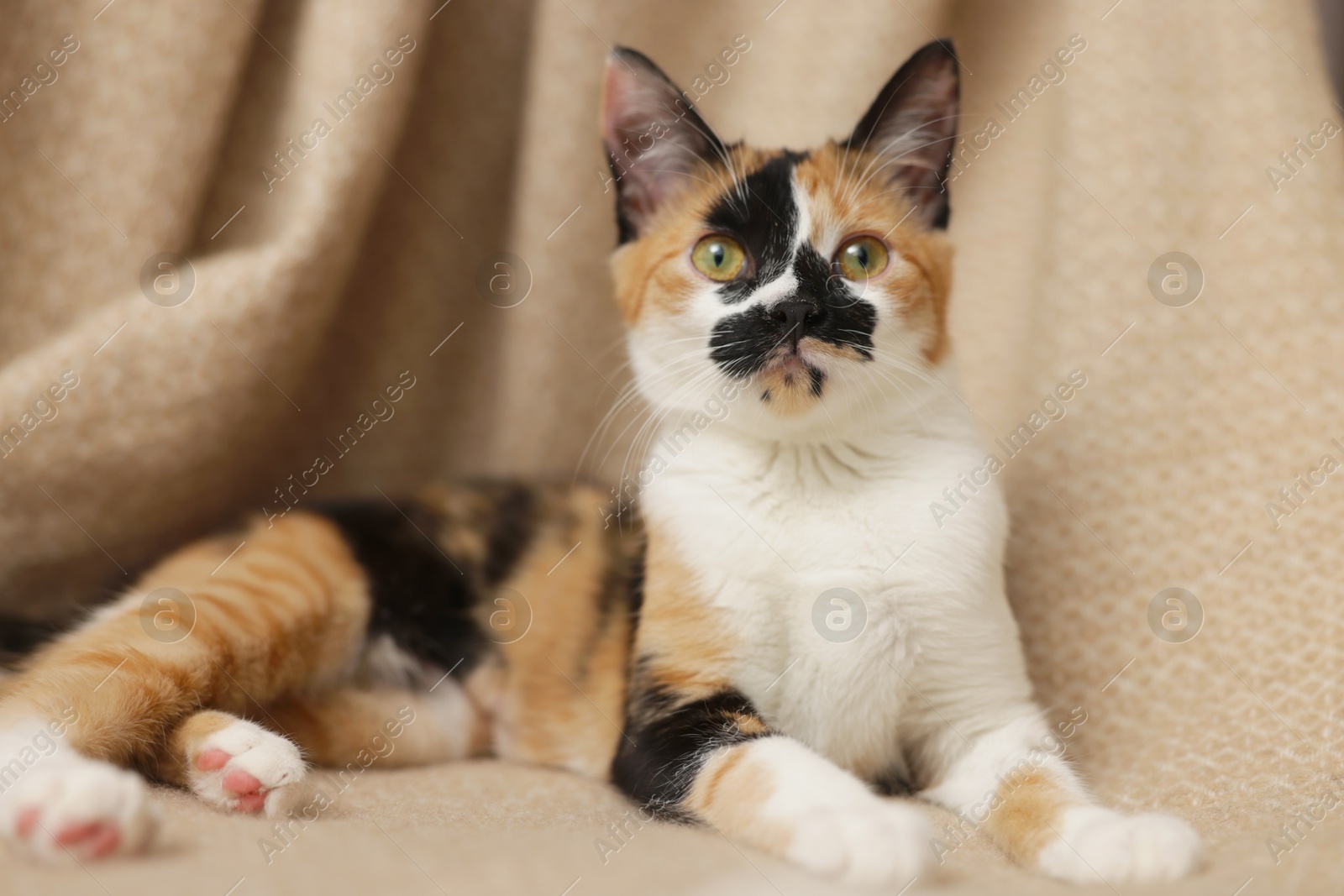 Cute calico kitten on blanket at home Photo of Cute calico kitten on blanket at home