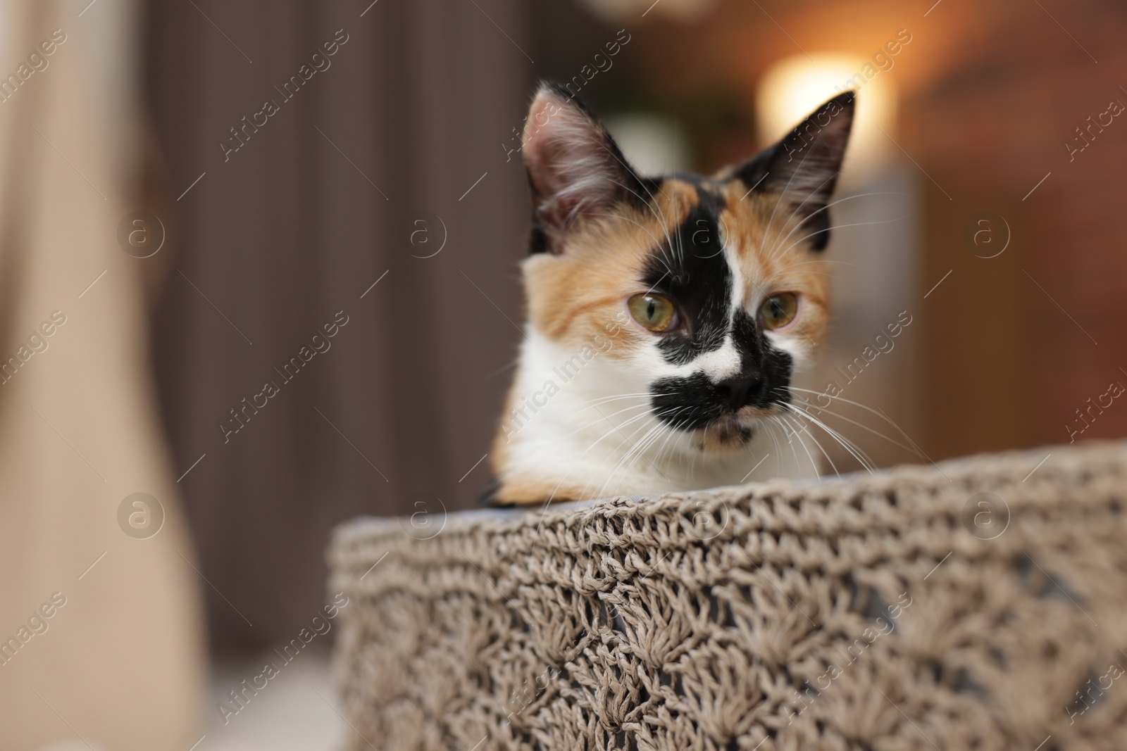 Cute calico kitten in basket at home, closeup. Space for text Photo of Cute calico kitten in basket at home, closeup. Space for text