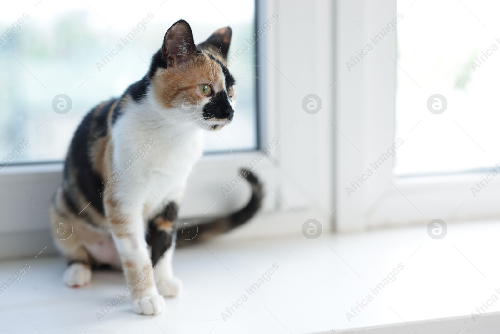 Cute calico kitten on windowsill at home, space for text Photo of Cute calico kitten on windowsill at home, space for text