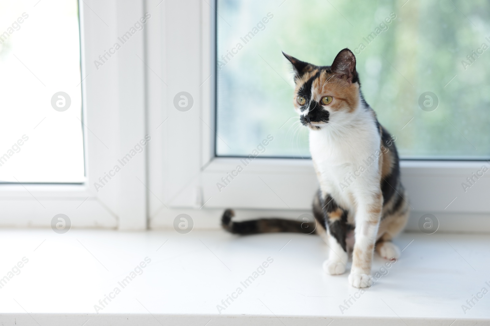 Cute calico kitten on windowsill at home, space for text Photo of Cute calico kitten on windowsill at home, space for text