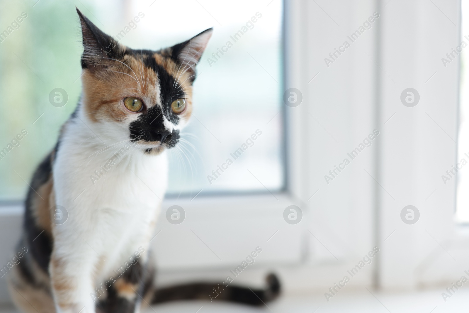 Cute calico kitten on windowsill at home, space for text Photo of Cute calico kitten on windowsill at home, space for text