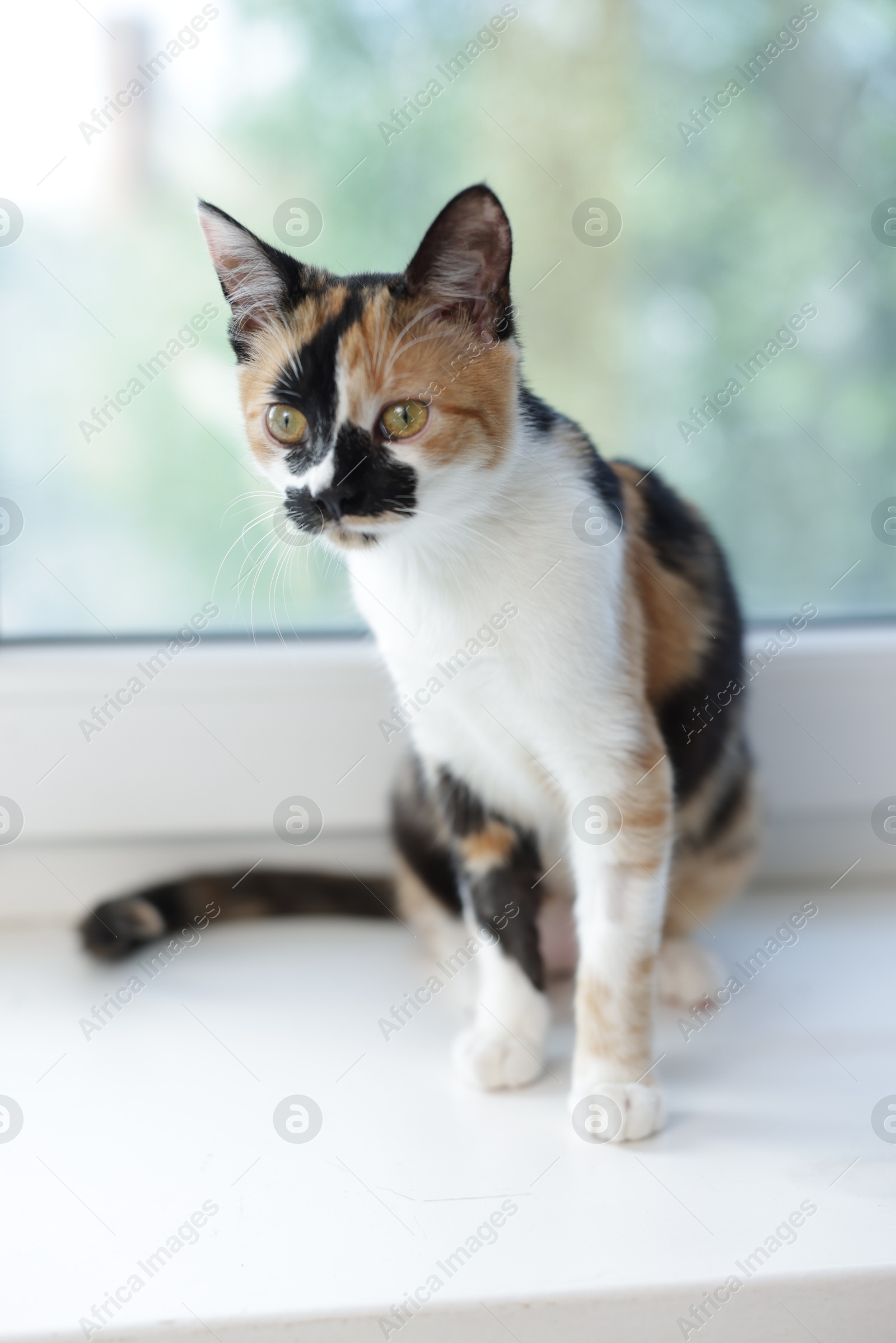 Cute calico kitten on windowsill at home Photo of Cute calico kitten on windowsill at home