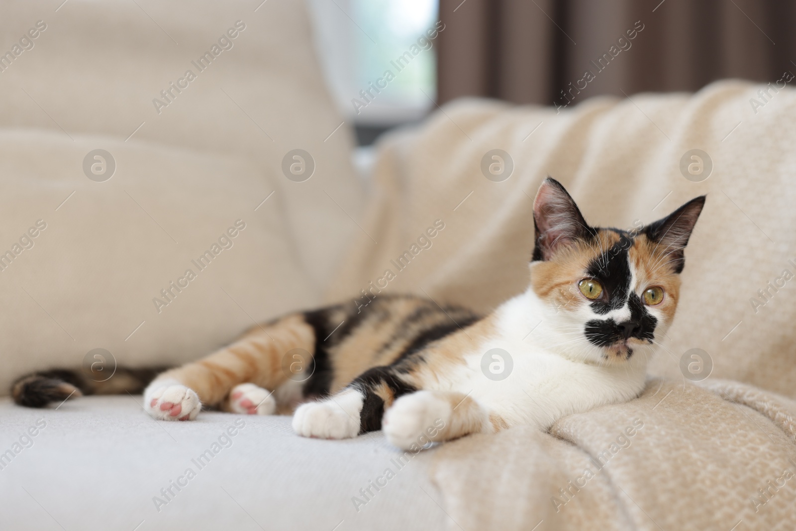 Cute calico kitten on sofa at home Photo of Cute calico kitten on sofa at home