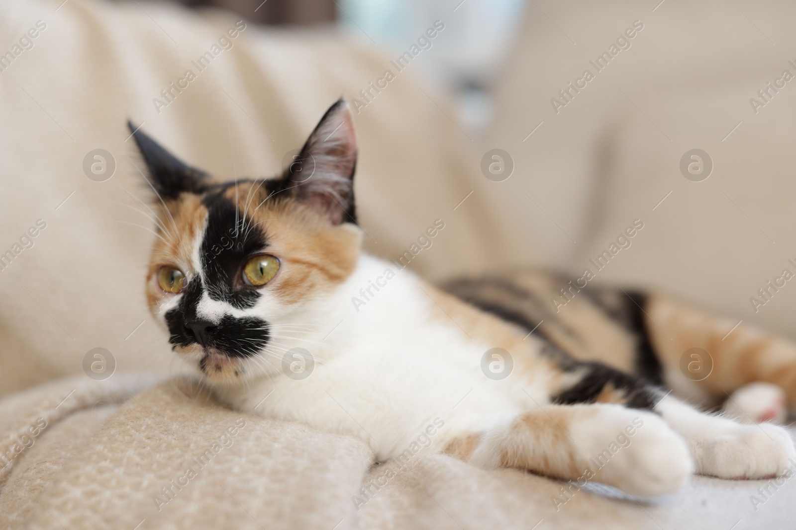 Cute calico kitten on sofa at home, closeup Photo of Cute calico kitten on sofa at home, closeup