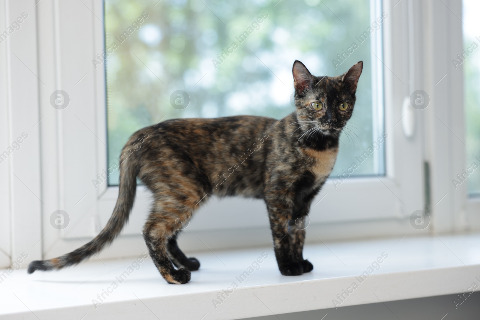 Cute calico kitten on windowsill at home Photo of Cute calico kitten on windowsill at home