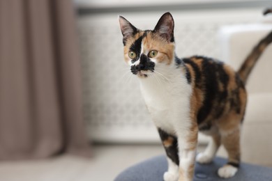 Photo of Cute calico kitten on chair at home