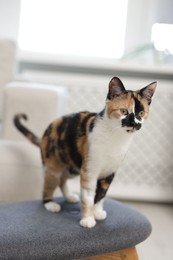 Photo of Cute calico kitten on chair at home