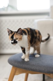 Photo of Cute calico kitten on chair at home