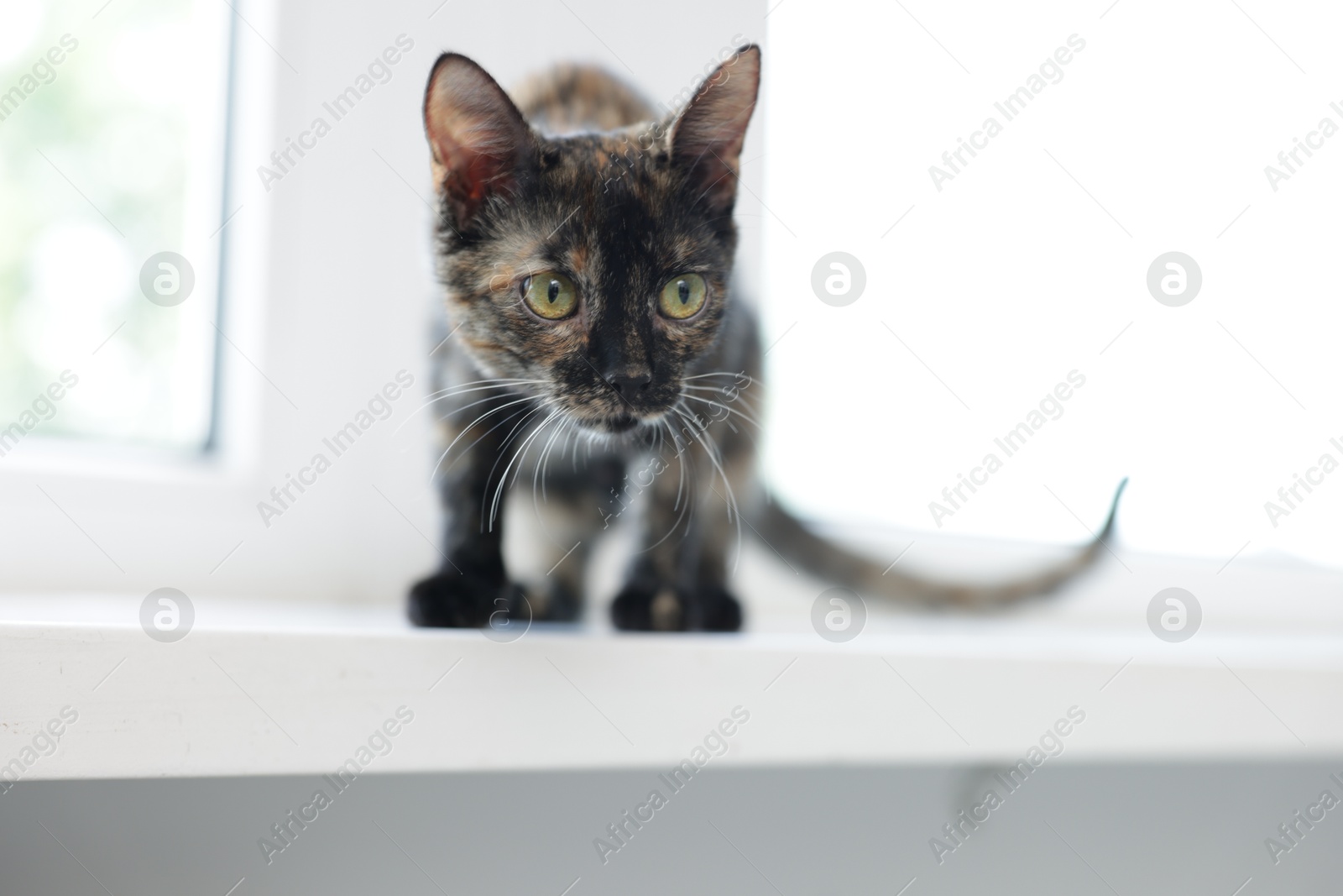 Cute calico kitten on windowsill at home Photo of Cute calico kitten on windowsill at home