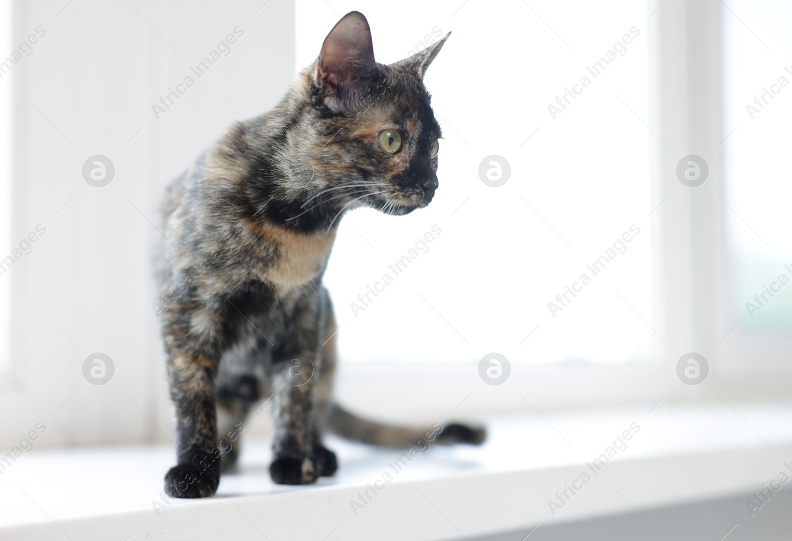 Cute calico kitten on windowsill at home, space for text Photo of Cute calico kitten on windowsill at home, space for text