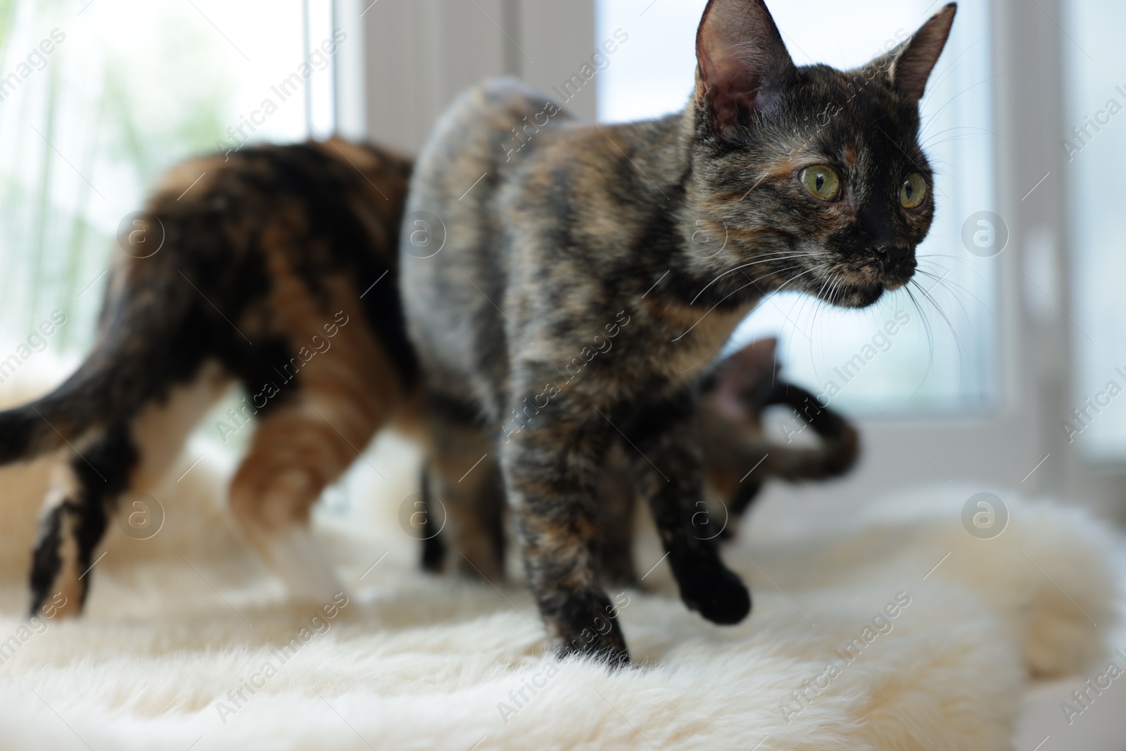 Cute calico kittens on windowsill at home Photo of Cute calico kittens on windowsill at home