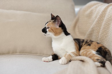 Photo of Cute calico kitten on sofa at home, space for text