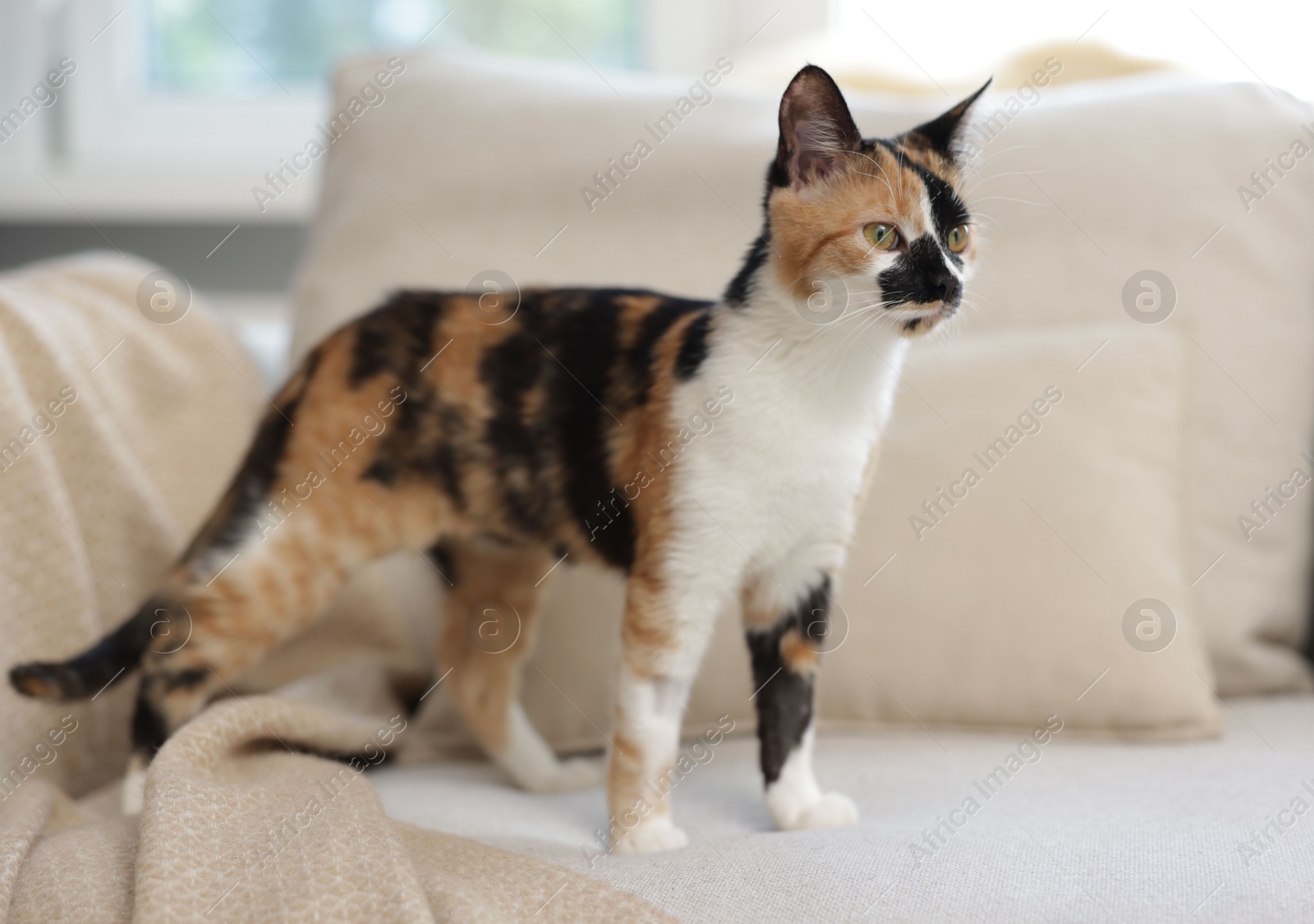 Cute calico kitten on sofa at home Photo of Cute calico kitten on sofa at home