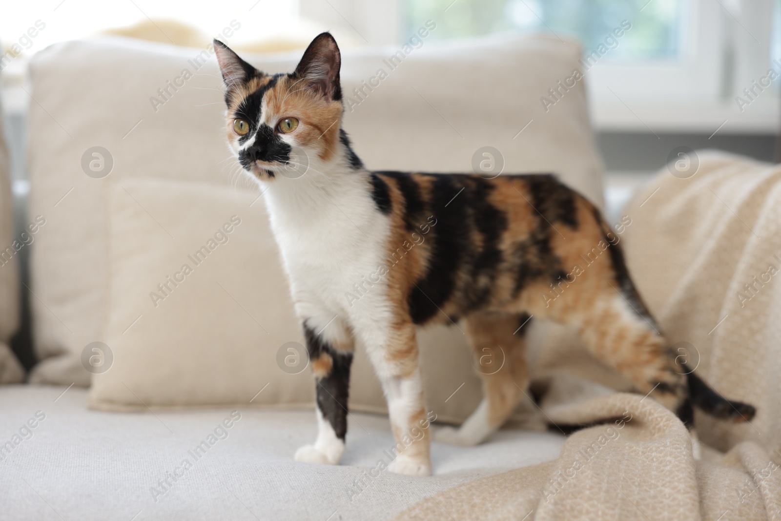 Cute calico kitten on sofa at home Photo of Cute calico kitten on sofa at home