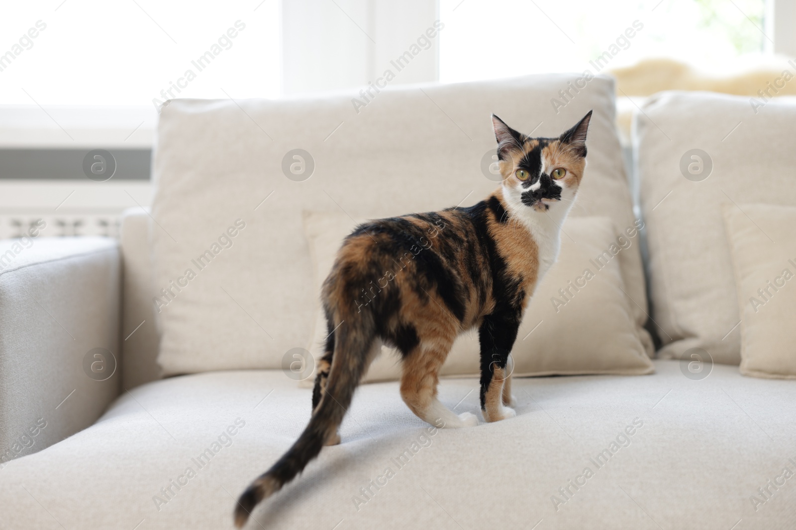 Cute calico kitten on sofa at home Photo of Cute calico kitten on sofa at home