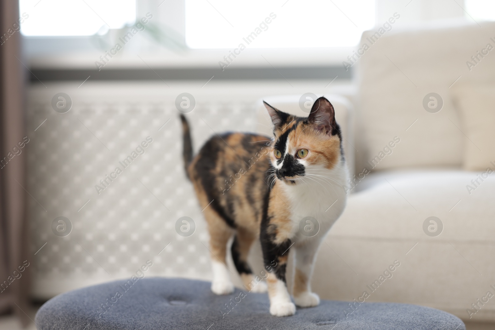 Cute calico kitten on chair at home Photo of Cute calico kitten on chair at home
