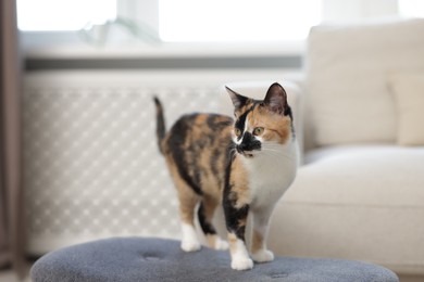 Photo of Cute calico kitten on chair at home