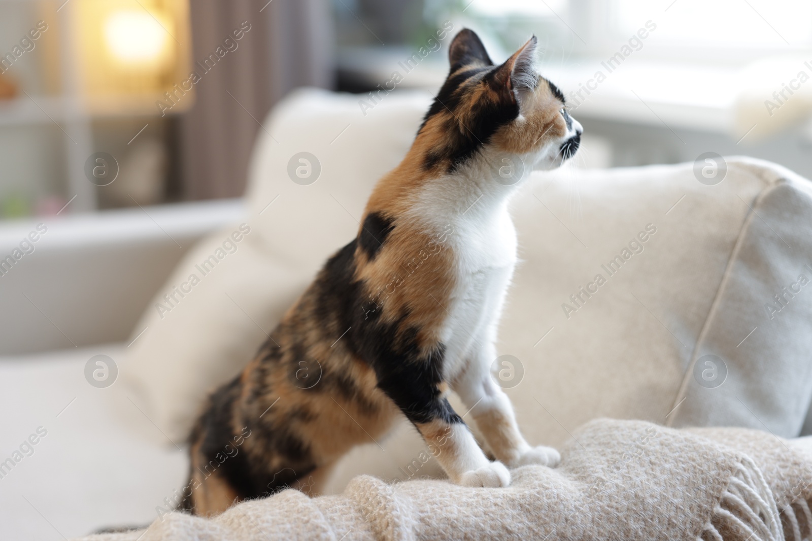 Cute calico kitten on sofa at home Photo of Cute calico kitten on sofa at home
