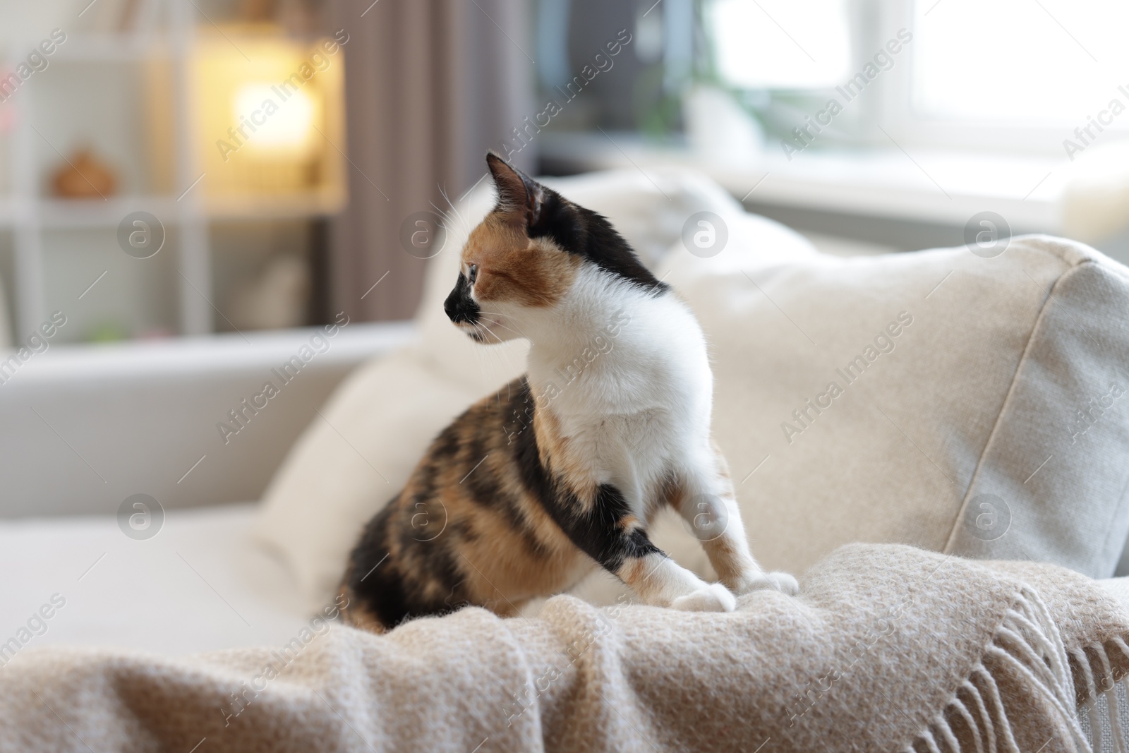 Cute calico kitten on sofa at home Photo of Cute calico kitten on sofa at home