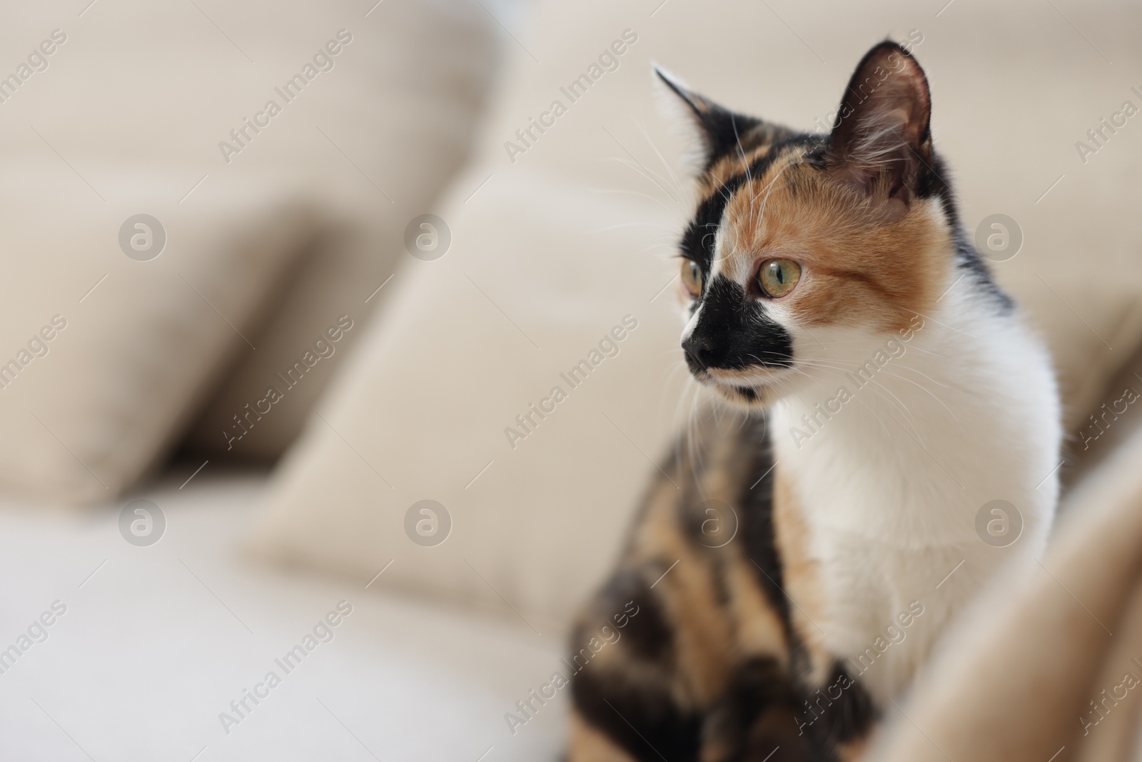 Cute calico kitten on sofa at home, closeup. Space for text Photo of Cute calico kitten on sofa at home, closeup. Space for text