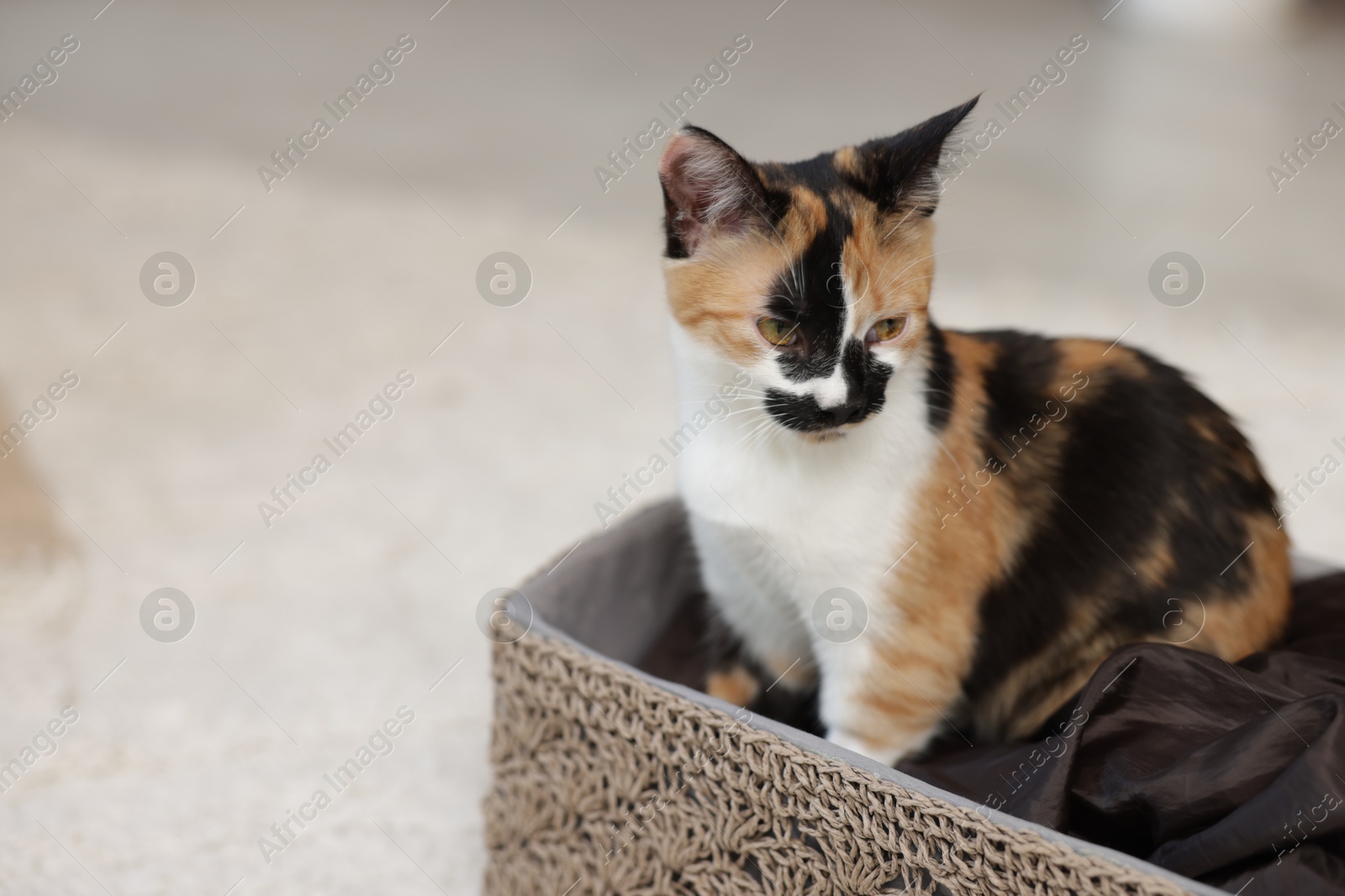 Cute calico kitten in basket at home, closeup. Space for text Photo of Cute calico kitten in basket at home, closeup. Space for text