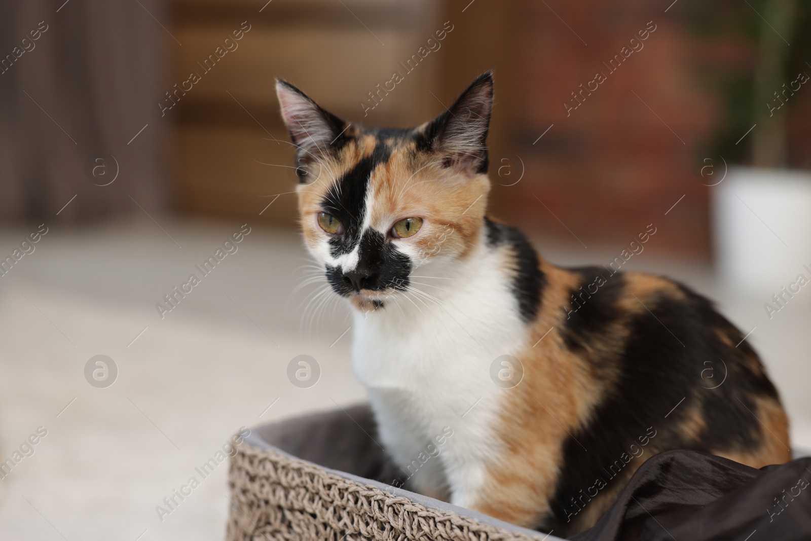 Cute calico kitten in basket at home, closeup. Space for text Photo of Cute calico kitten in basket at home, closeup. Space for text