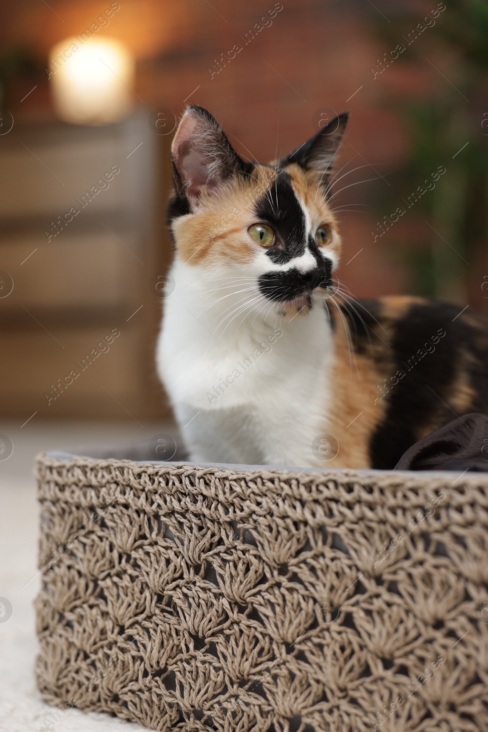 Cute calico kitten in basket at home, closeup Photo of Cute calico kitten in basket at home, closeup