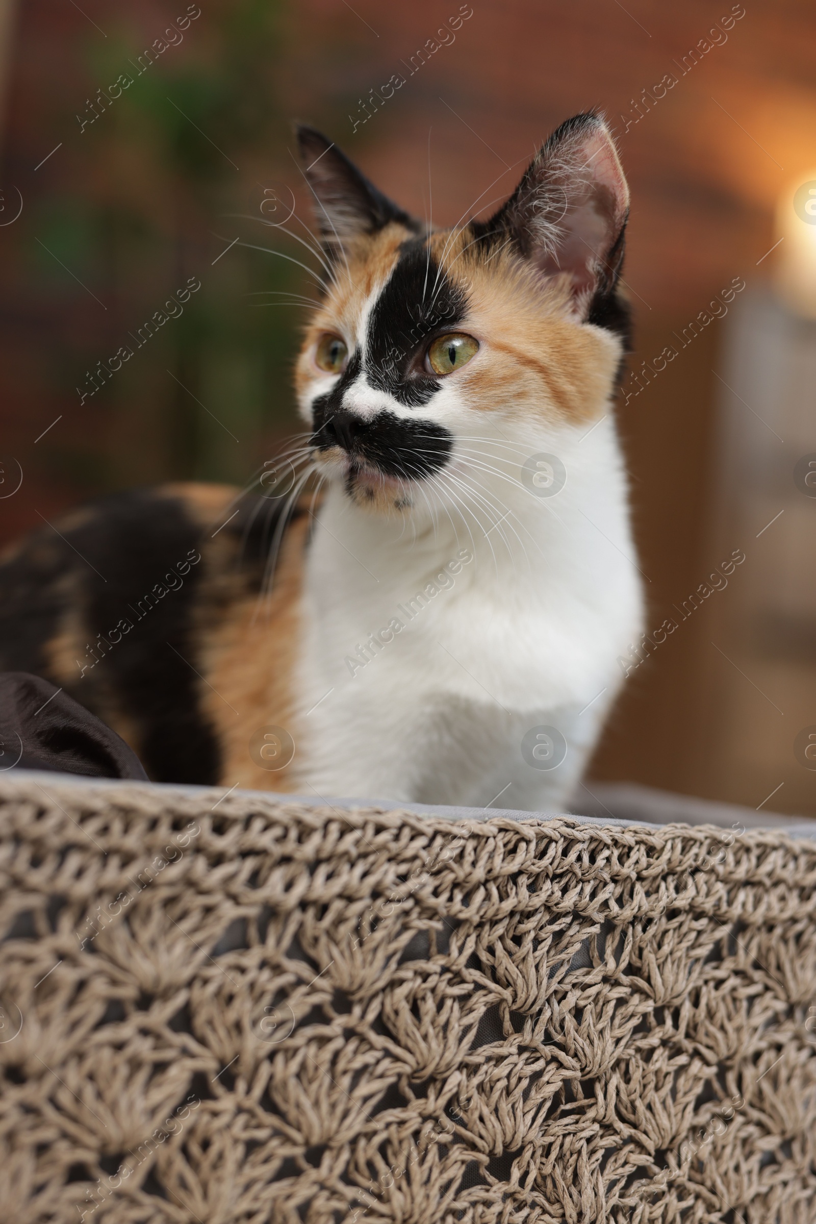 Cute calico kitten in basket at home, closeup Photo of Cute calico kitten in basket at home, closeup