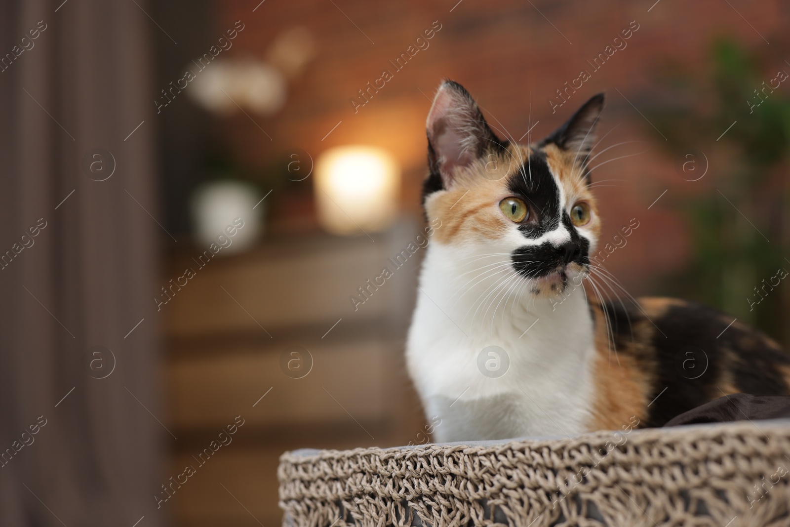 Cute calico kitten in basket at home, closeup. Space for text Photo of Cute calico kitten in basket at home, closeup. Space for text