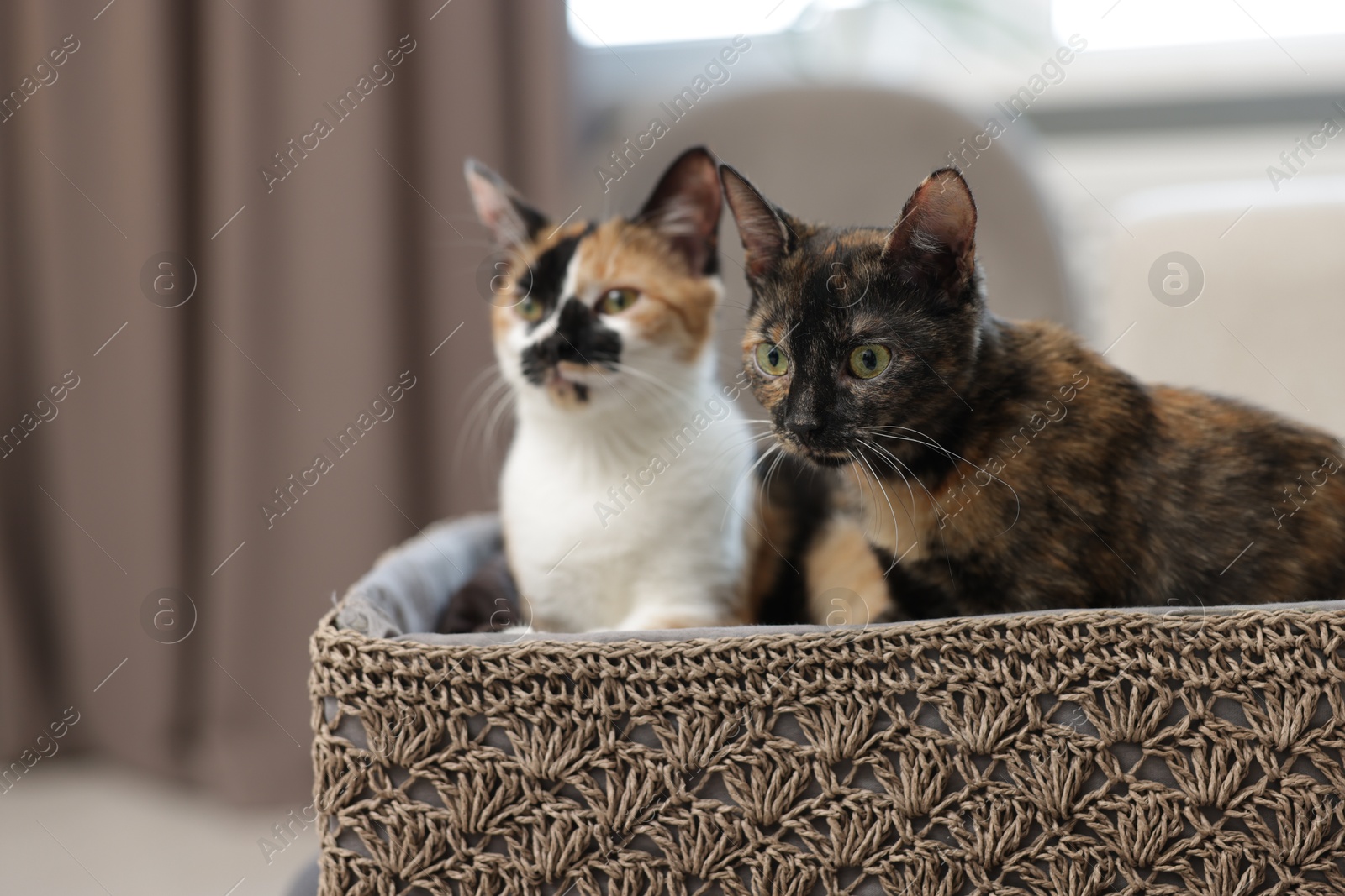 Cute calico kittens in basket at home, selective focus Photo of Cute calico kittens in basket at home, selective focus