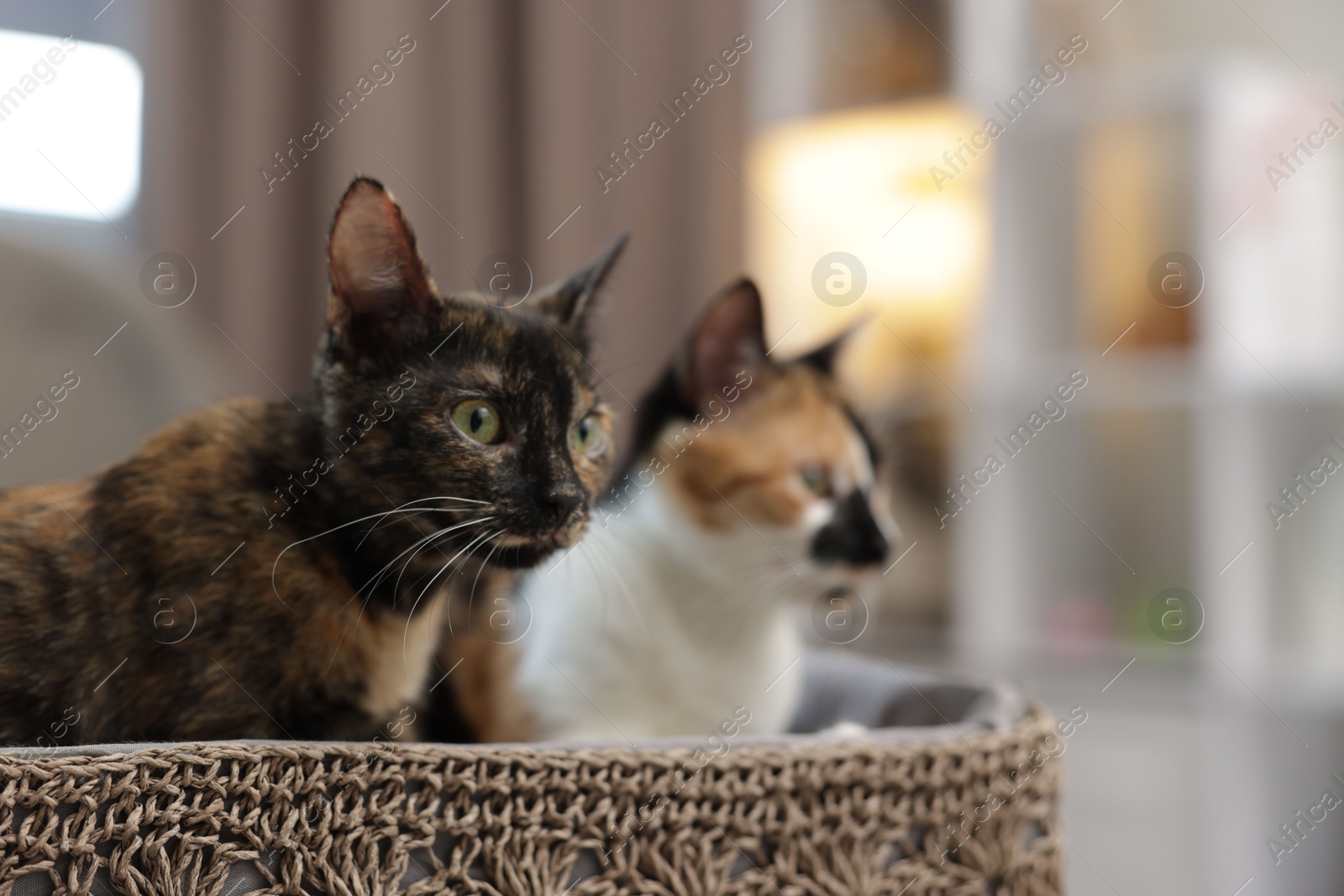 Cute calico kittens in basket at home, selective focus. Space for text Photo of Cute calico kittens in basket at home, selective focus. Space for text