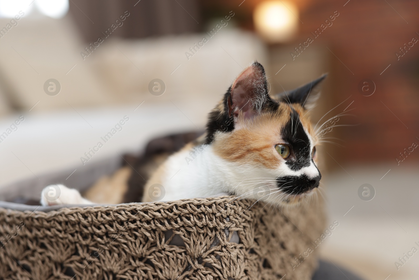Cute calico kitten in basket at home, closeup Photo of Cute calico kitten in basket at home, closeup