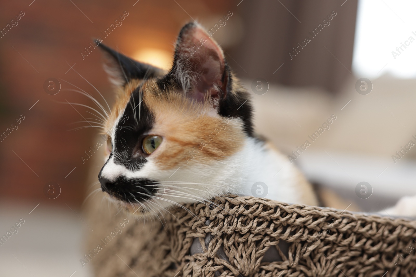 Cute calico kitten in basket at home, closeup Photo of Cute calico kitten in basket at home, closeup