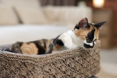 Photo of Cute calico kitten in basket at home, closeup