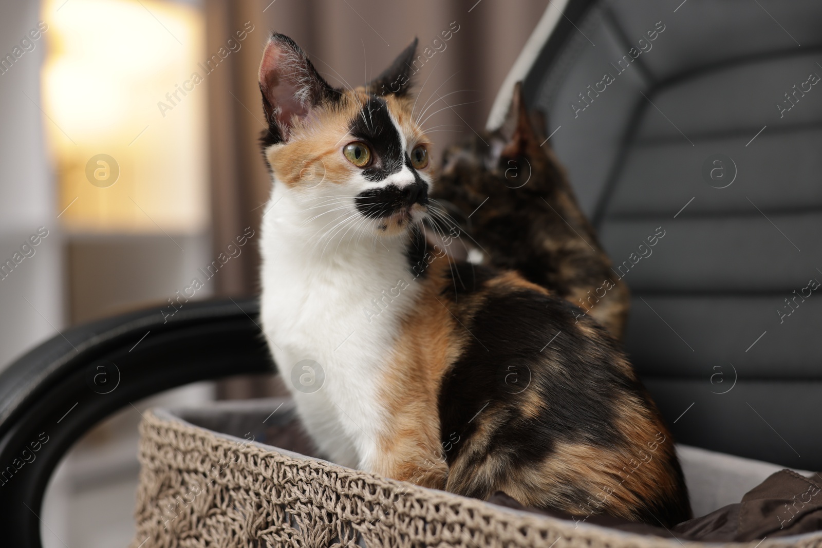 Cute calico kittens in basket on chair at home, selective focus Photo of Cute calico kittens in basket on chair at home, selective focus