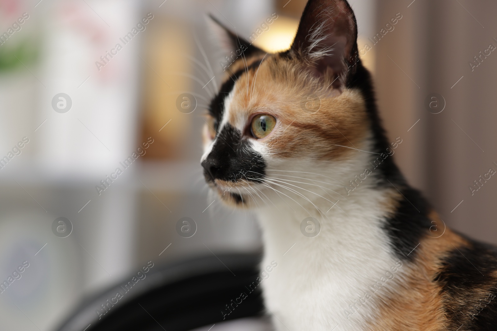 Cute calico kitten on chair at home, closeup. Space for text Photo of Cute calico kitten on chair at home, closeup. Space for text