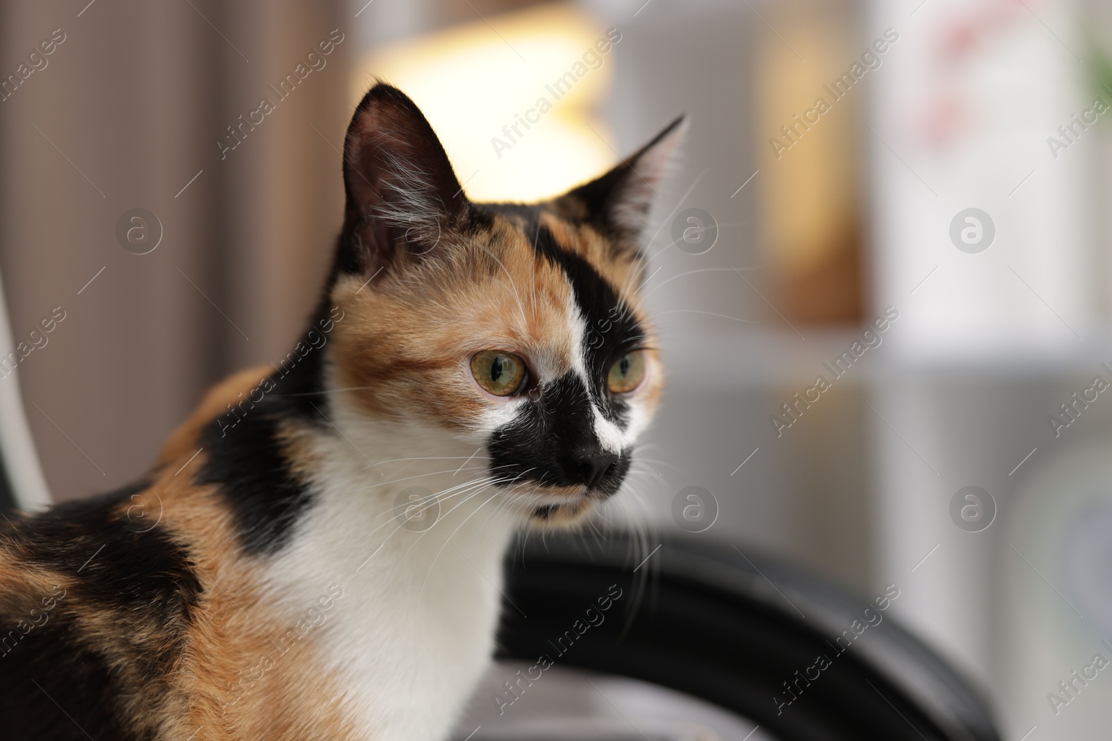 Cute calico kitten on chair at home, closeup. Space for text Photo of Cute calico kitten on chair at home, closeup. Space for text