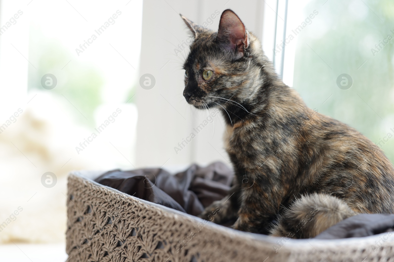 Cute calico kitten in basket on windowsill at home Photo of Cute calico kitten in basket on windowsill at home