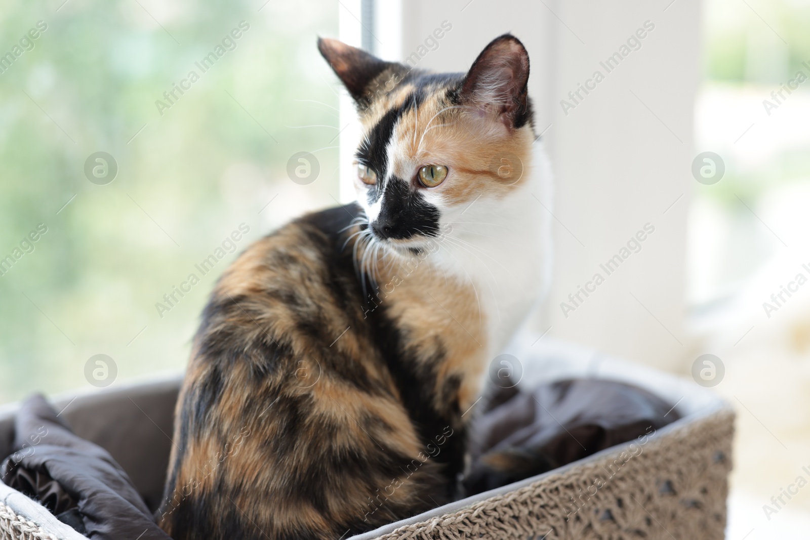 Cute calico kitten in basket on windowsill at home Photo of Cute calico kitten in basket on windowsill at home