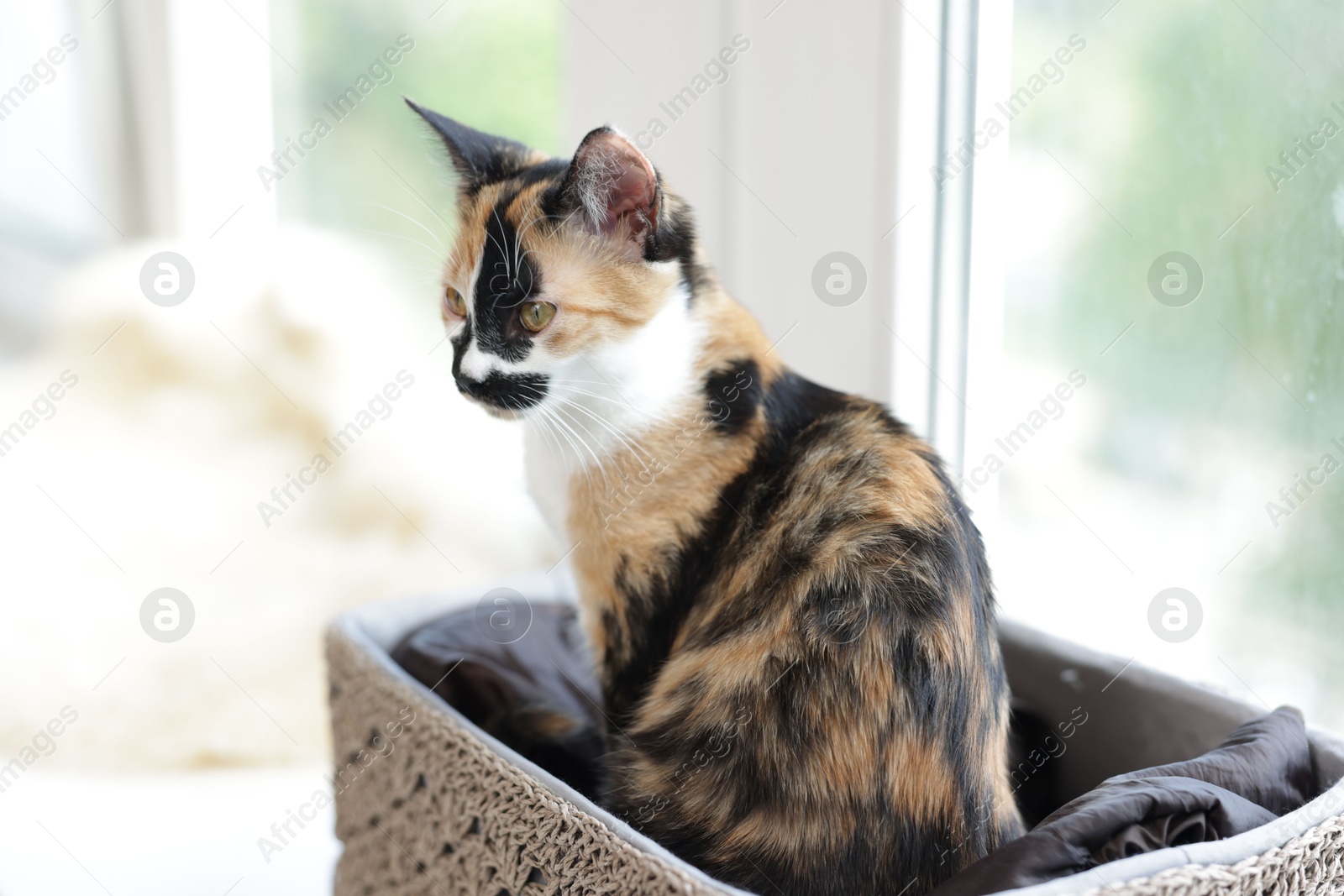 Cute calico kitten in basket on windowsill at home Photo of Cute calico kitten in basket on windowsill at home