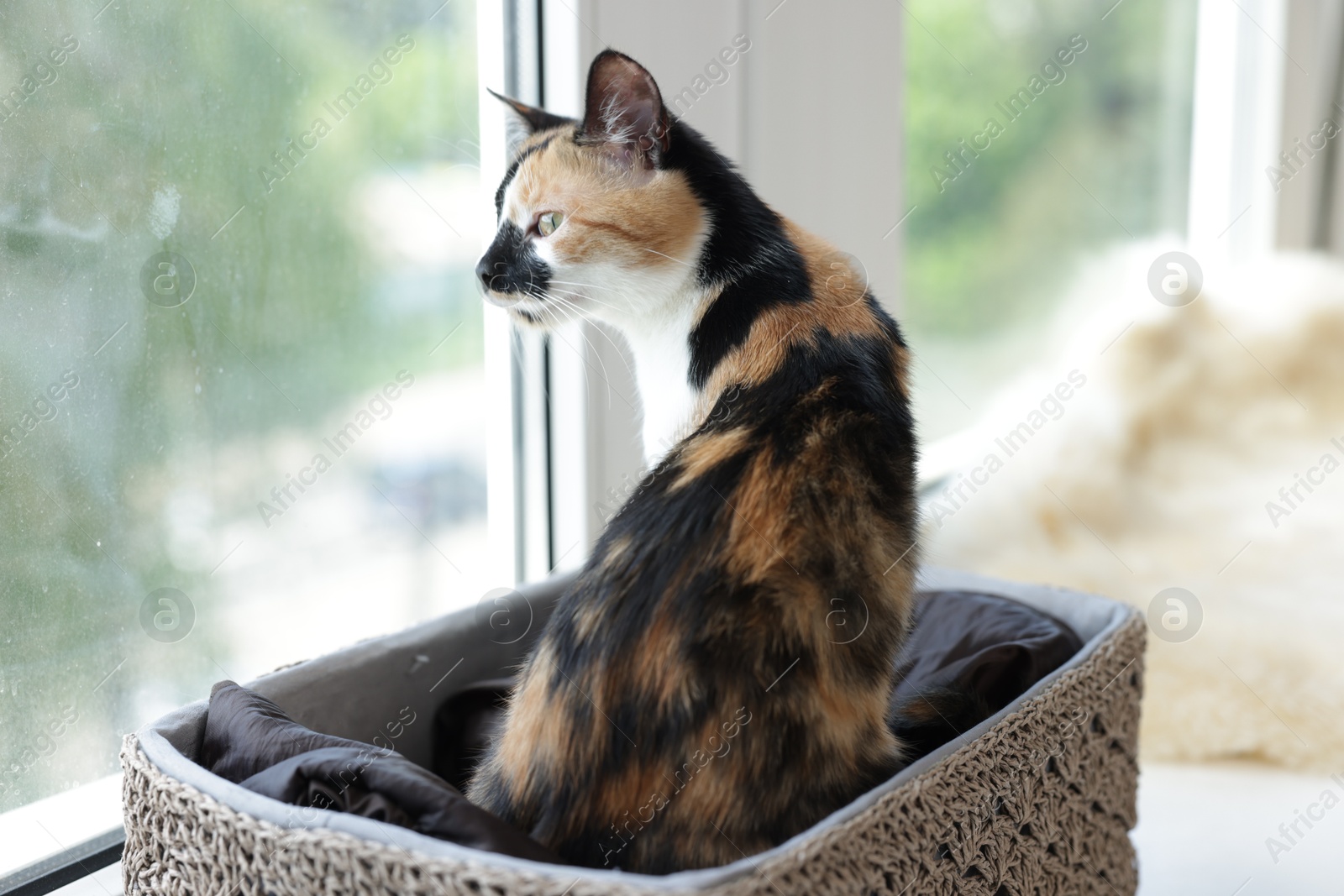 Cute calico kitten in basket on windowsill at home Photo of Cute calico kitten in basket on windowsill at home