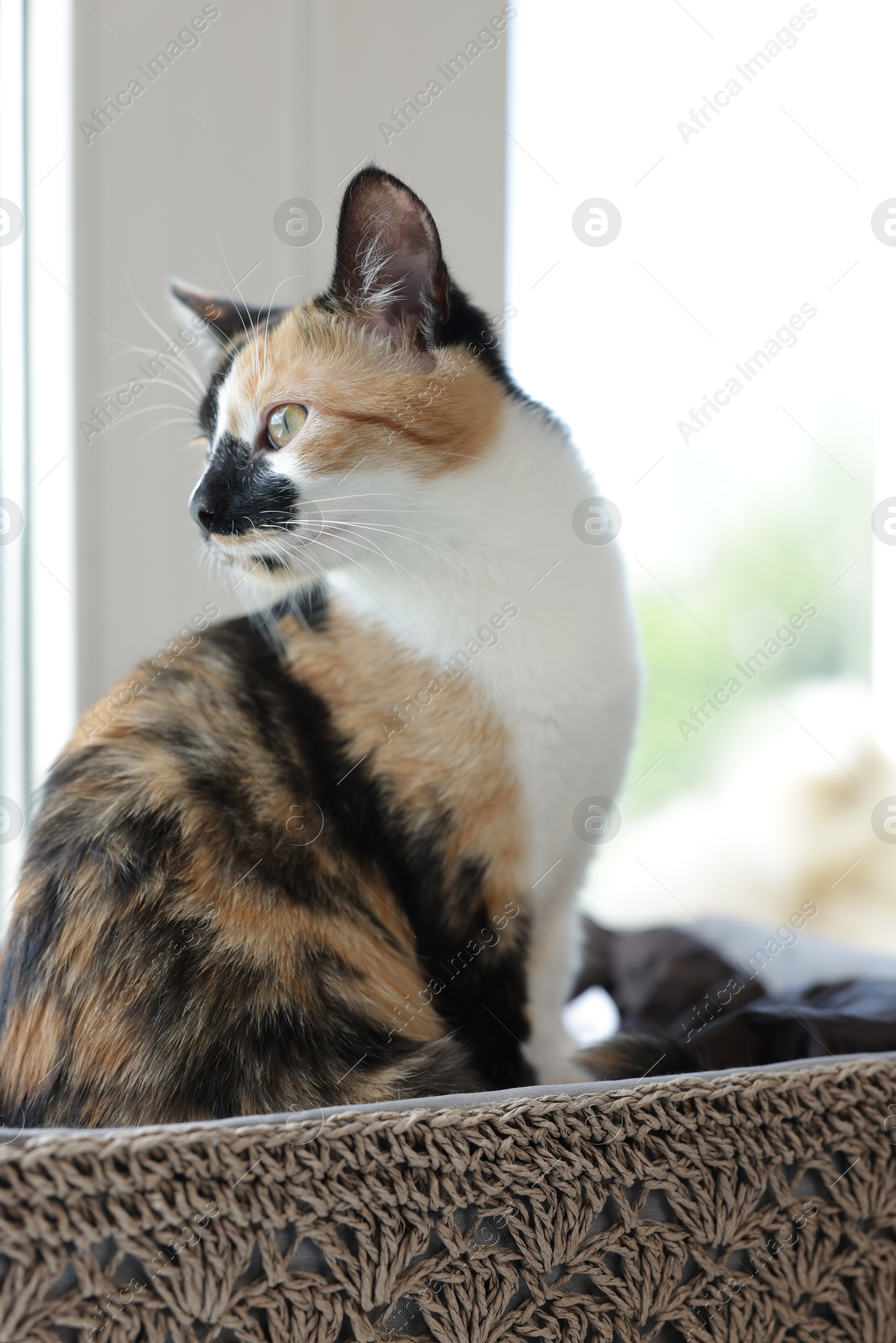 Cute calico kitten in basket on windowsill at home Photo of Cute calico kitten in basket on windowsill at home