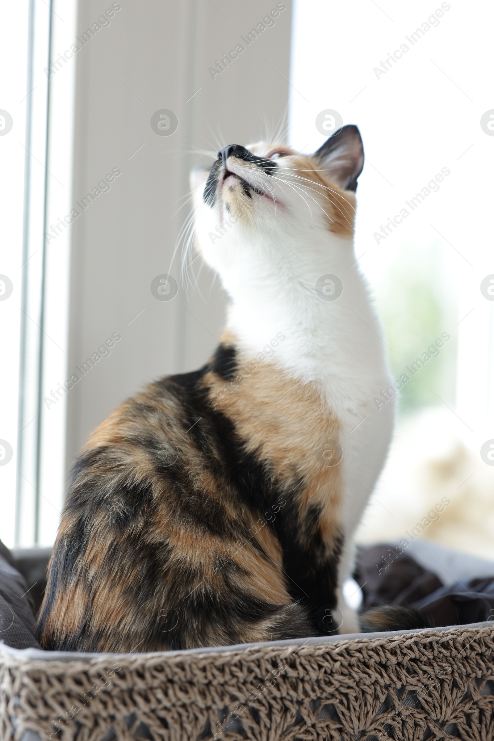 Cute calico kitten in basket on windowsill at home Photo of Cute calico kitten in basket on windowsill at home
