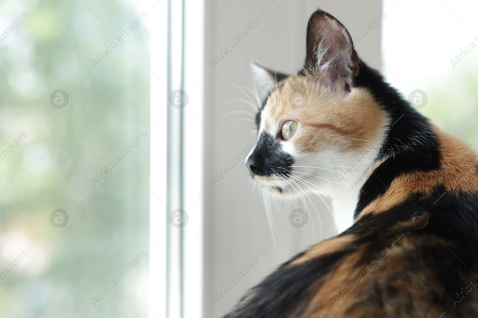 Cute calico kitten on windowsill at home, closeup. Space for text Photo of Cute calico kitten on windowsill at home, closeup. Space for text