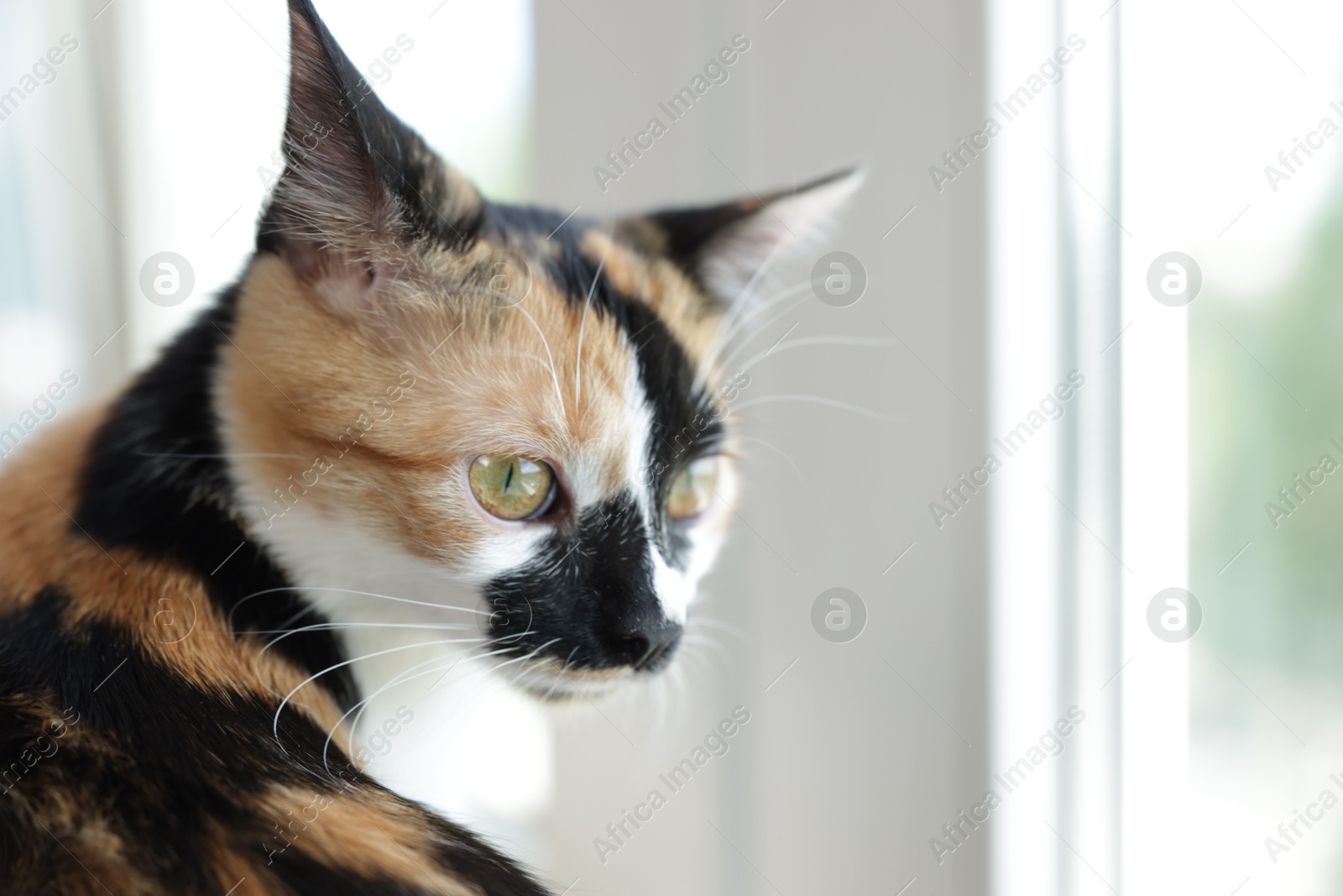 Cute calico kitten on windowsill at home, closeup. Space for text Photo of Cute calico kitten on windowsill at home, closeup. Space for text