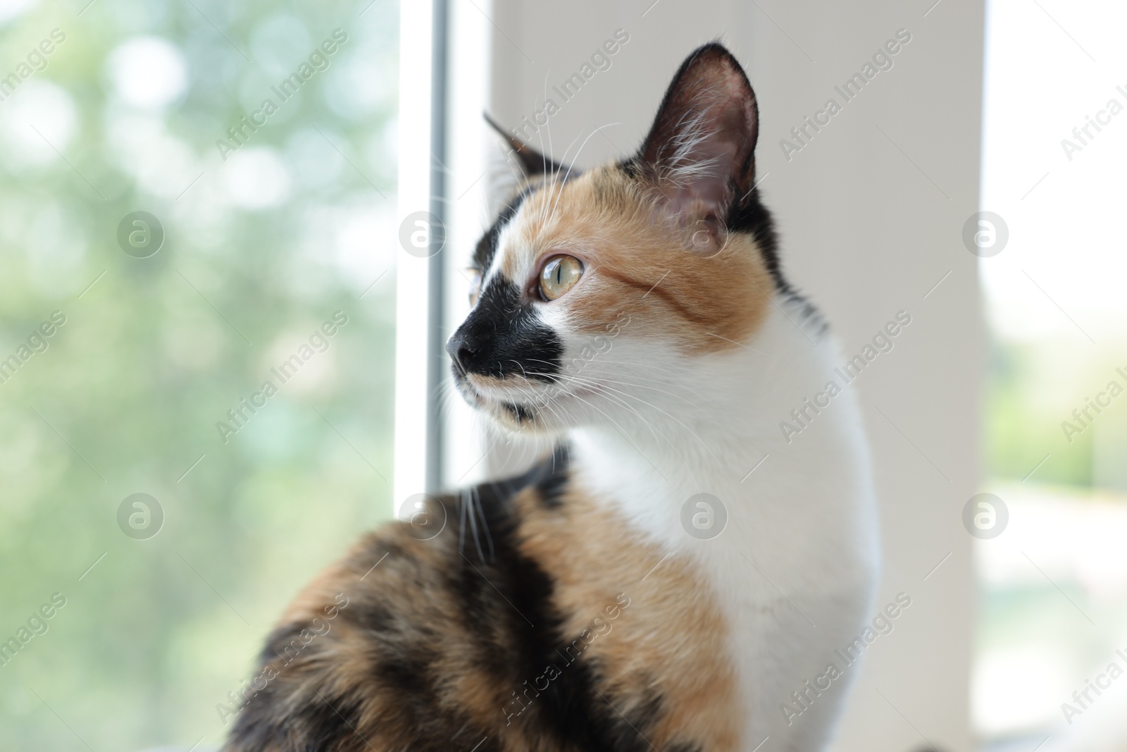 Cute calico kitten on windowsill at home, closeup Photo of Cute calico kitten on windowsill at home, closeup