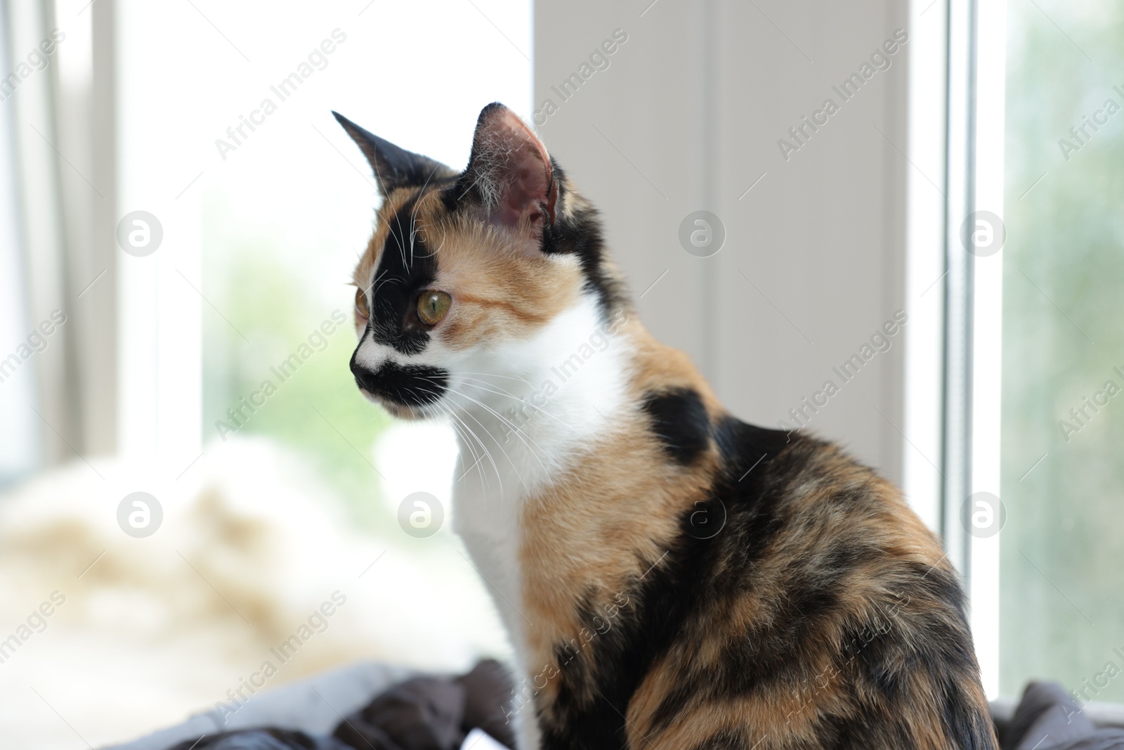 Cute calico kitten on windowsill at home, closeup Photo of Cute calico kitten on windowsill at home, closeup