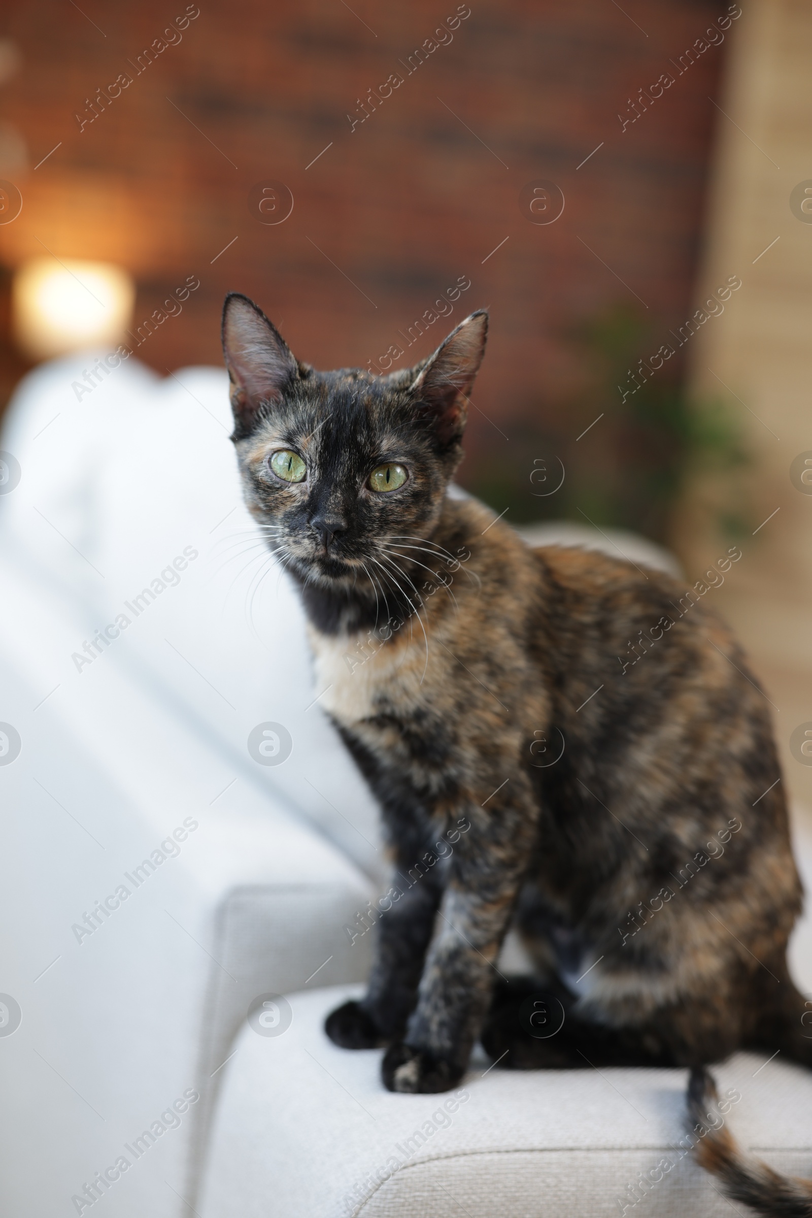 Cute calico kitten on sofa at home Photo of Cute calico kitten on sofa at home