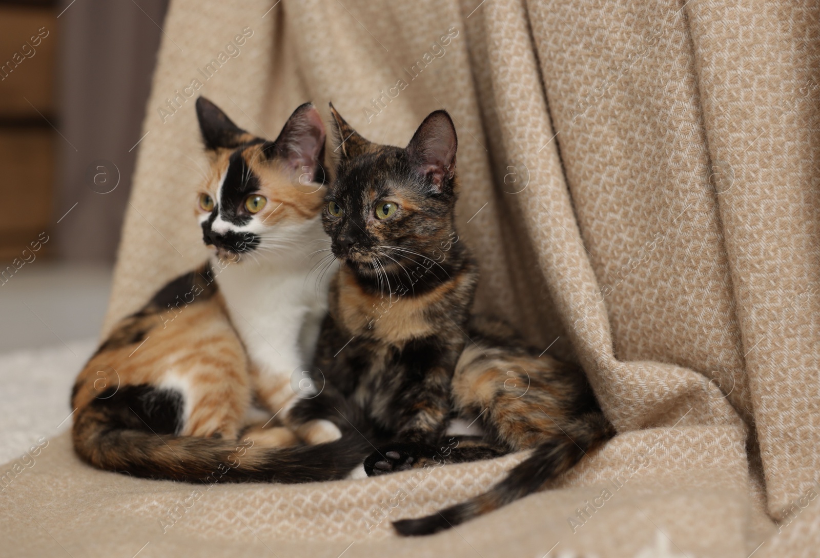 Cute calico kittens and blanket on floor at home Photo of Cute calico kittens and blanket on floor at home